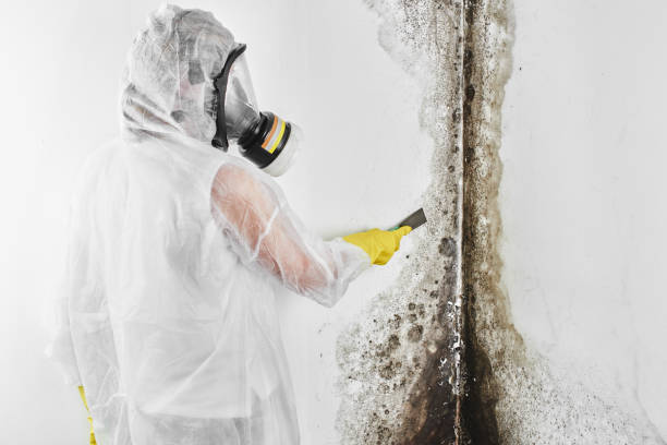 Best Mold Removal Specialists  in Montebello, NY