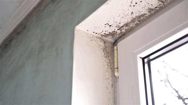 Best Certified Mold Removal  in Montebello, NY