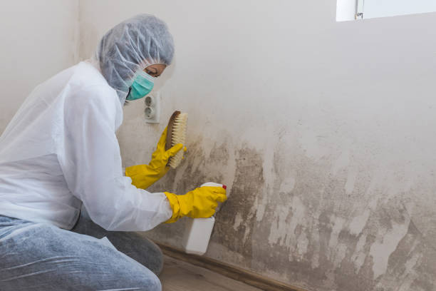 Best Mold Inspection  in Montebello, NY