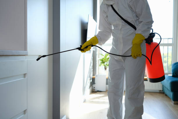 Best Mold Remediation  in Montebello, NY