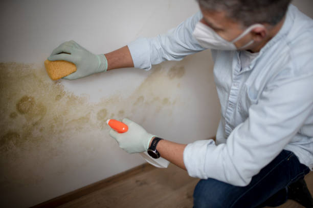 Professional Mold Removal in Montebello, NY